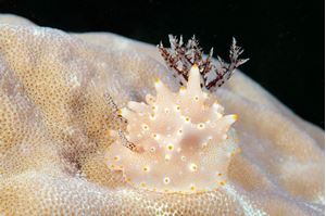 Picture of Филиппинский микс