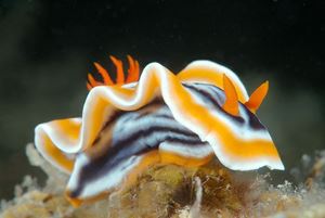 Picture of Филиппинский микс