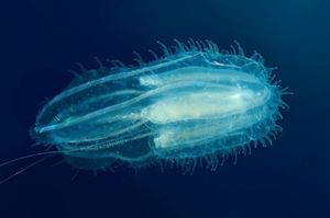 Picture of Филиппинский микс