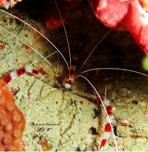 Picture of Драгоценный Ocean Sapphire