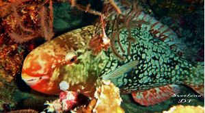 Picture of Драгоценный Ocean Sapphire
