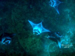 Picture of Драгоценный Ocean Sapphire