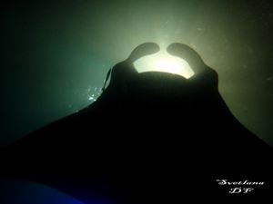 Picture of Драгоценный Ocean Sapphire