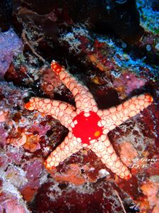 Picture of Драгоценный Ocean Sapphire
