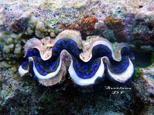 Picture of Драгоценный Ocean Sapphire