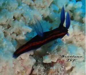 Picture of Драгоценный Ocean Sapphire