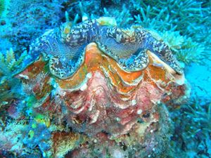 Picture of Драгоценный Ocean Sapphire