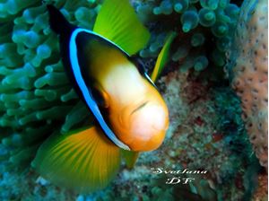 Picture of Драгоценный Ocean Sapphire