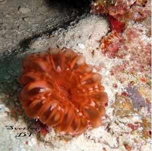 Picture of Драгоценный Ocean Sapphire
