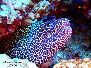 Picture of Драгоценный Ocean Sapphire