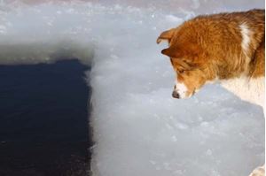Picture of Белые на Белом