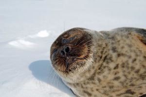 Picture of Белые на Белом