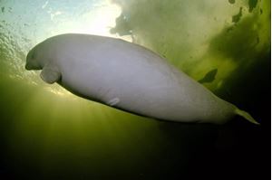 Picture of Белые на Белом