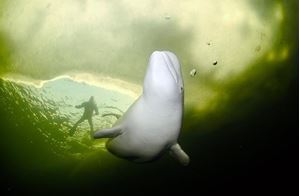 Picture of Белые на Белом