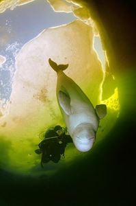 Picture of Белые на Белом