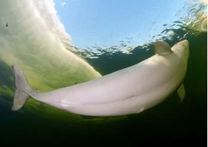 Picture of Белые на Белом