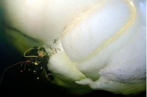 Picture of Белые на Белом