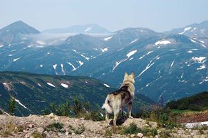 Picture of Камчатка: край, где встаёт солнце