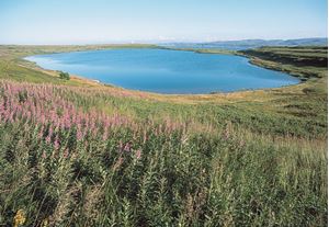 Picture of Море и озеро: Баренцево и Могильное