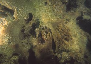 Picture of Море и озеро: Баренцево и Могильное