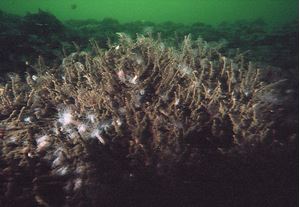 Picture of Море и озеро: Баренцево и Могильное