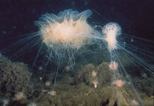 Picture of Море и озеро: Баренцево и Могильное