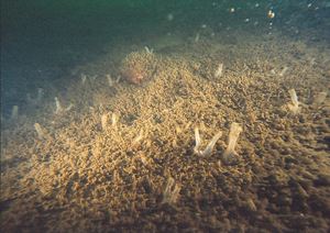 Picture of Море и озеро: Баренцево и Могильное