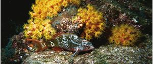 Picture of Море Кортеса