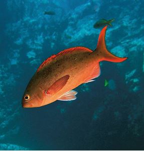 Picture of Море Кортеса