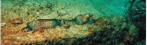 Picture of Море Кортеса