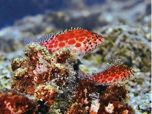 Picture of Море Кортеса