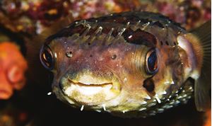 Picture of Море Кортеса
