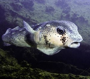 Picture of Море Кортеса