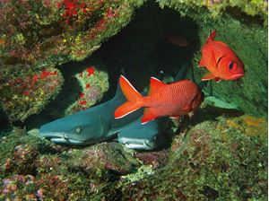 Picture of Не морем единым