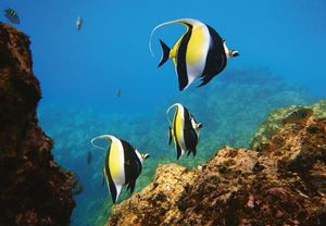 Picture of Не морем единым