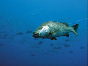 Picture of Не морем единым