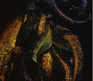 Picture of Сомы из теплушки