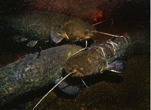Picture of Сомы из теплушки