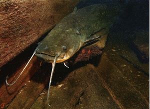 Picture of Сомы из теплушки