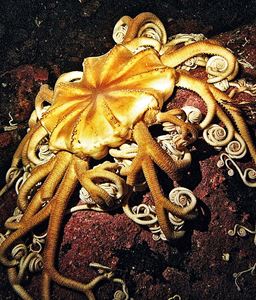 Picture of Кто назвал это море – белым и за что?