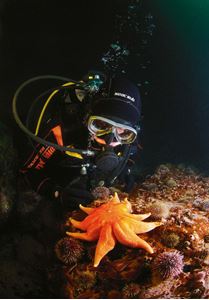 Picture of Мир подводных ангелов