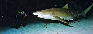 Picture of Танцы с тигровыми
