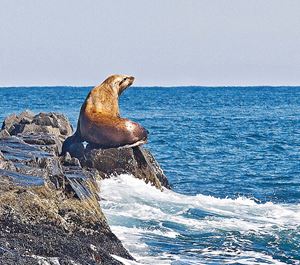 Picture of Дайвинг на краю земли 