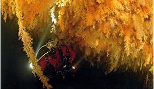 Picture of Коралловое море: настоящее!