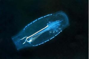 Picture of Край воды