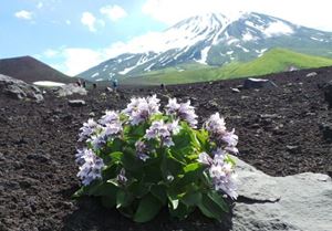 Picture of Нырять на Курилах: 25 лет спустя