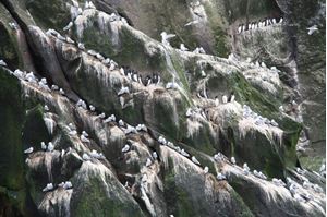 Picture of Нырять на Курилах: 25 лет спустя