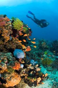 Picture of Atlantis Puerto Galera в сезон дождей