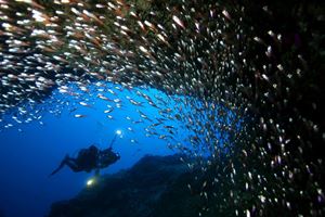 Picture of Atlantis Puerto Galera в сезон дождей