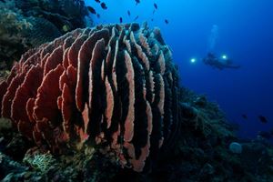 Picture of Atlantis Puerto Galera в сезон дождей